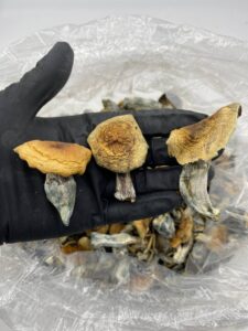 Hillbilly Shroom Strain