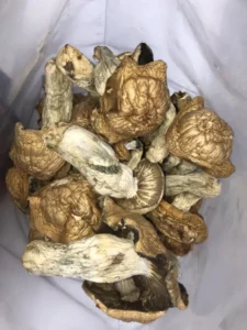 Makilla Gorilla mushroom online